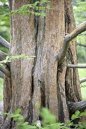 商店恶性定价遭差评《战锤40K：暗潮》官方道歉